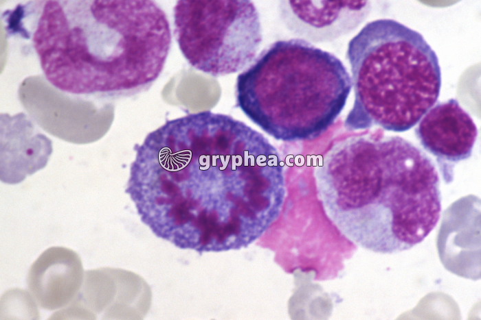 Moelle osseuse humaine cellules en mitose - métaphase x400 - gryphea.org